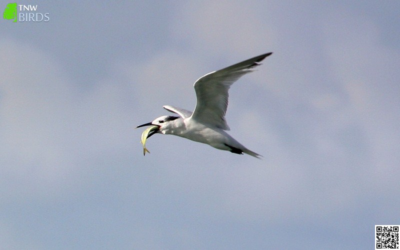 Sandwich Tern